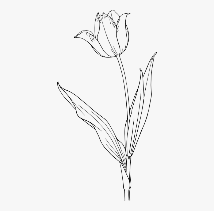 Tulip Clip Art, HD Png Download