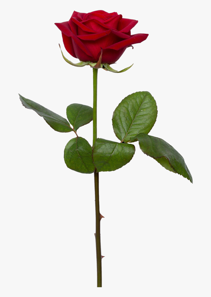 Transparent Background Rose Png, Png Download