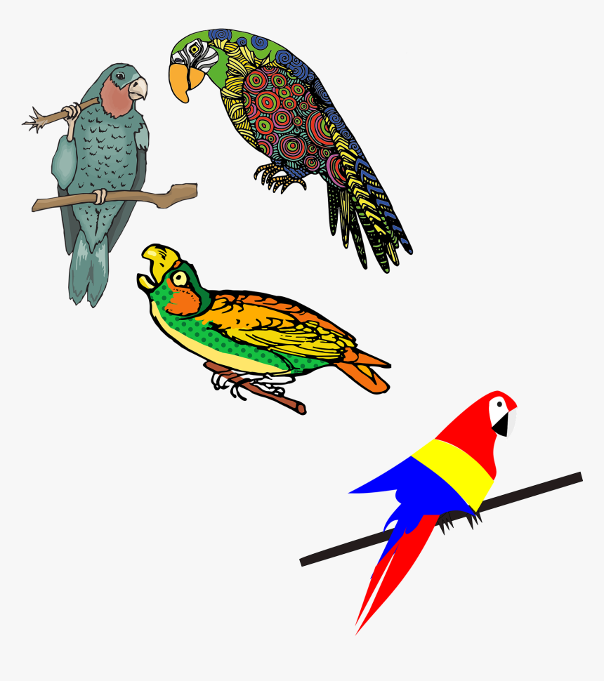 Vector Parrot Colored - Dibujos De Loro Coloreados, HD Png Download