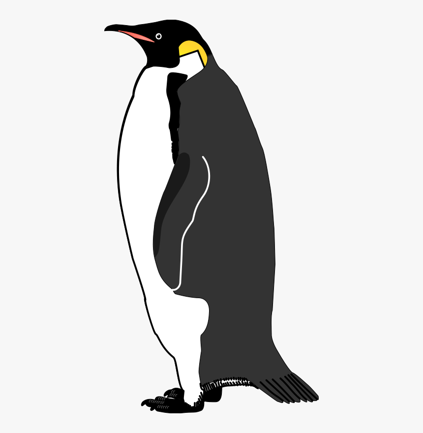 Emperor Penguin Bird Vector Graphics Image - Penguin, HD Png Download