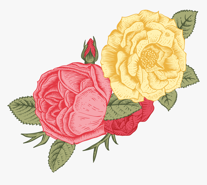 Garden Roses, HD Png Download