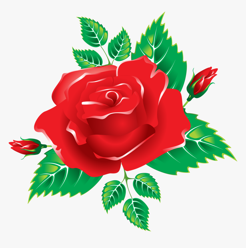 Garden Roses, HD Png Download