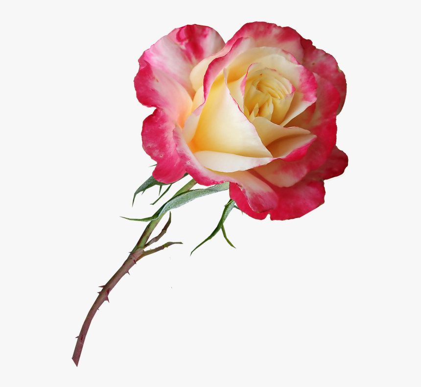 Rose, Stem, Flower, Perfume, Bloom, Plant, Garden - Цветок Розы, HD Png Download