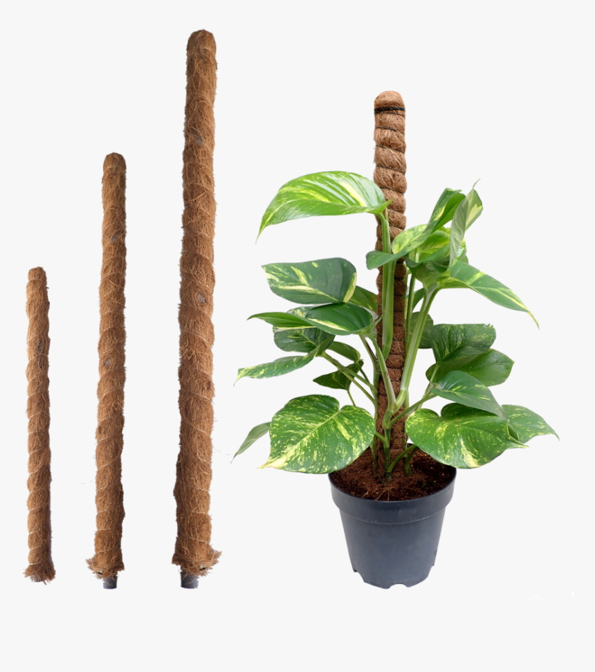 Potted Money Plant Png, Transparent Png