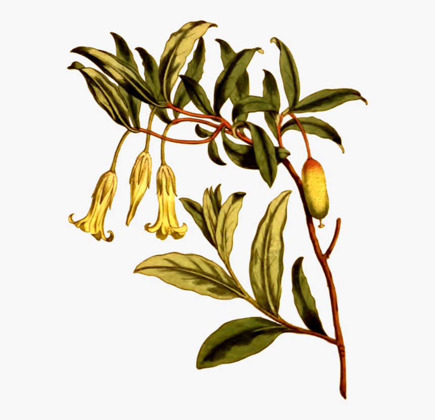 Plant,flora,leaf, HD Png Download