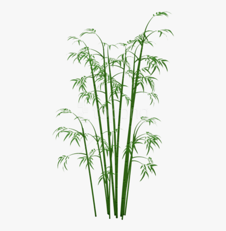 Bamboo Plant Png - Transparent Bamboo Png, Png Download