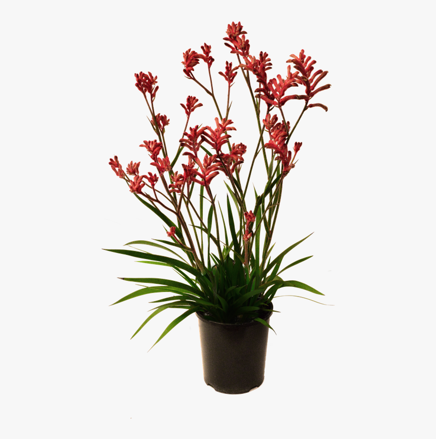 Kangaroo Paw Plant Png, Transparent Png
