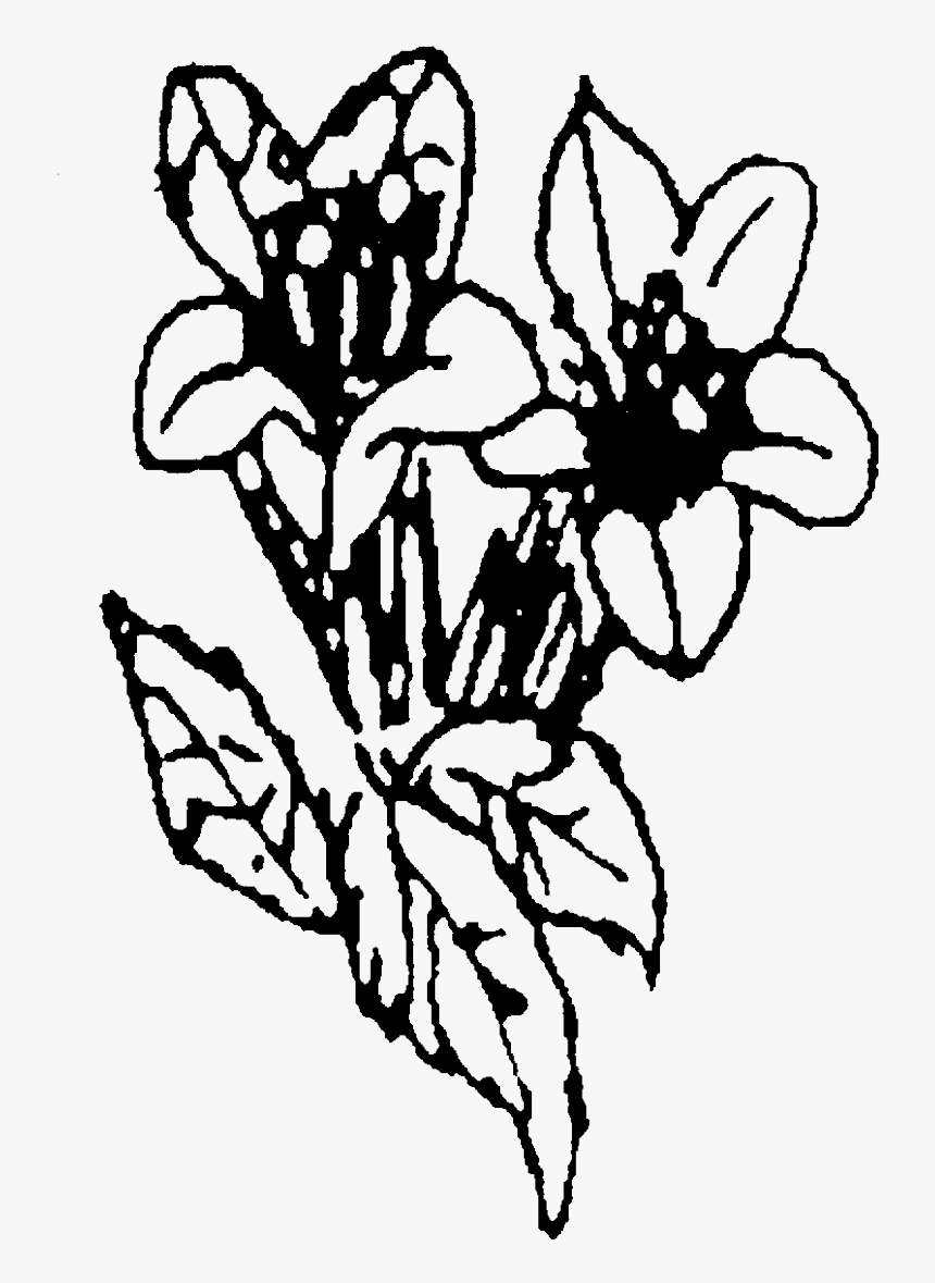 Tulip, HD Png Download