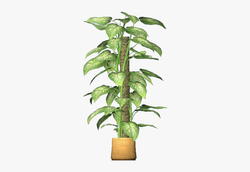 3d Flowers - Pothos - Acca Software - Houseplant, HD Png Download