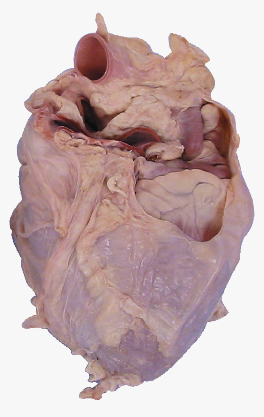 Rib, HD Png Download