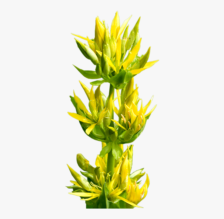Great Yellow Gentian - Bud, HD Png Download