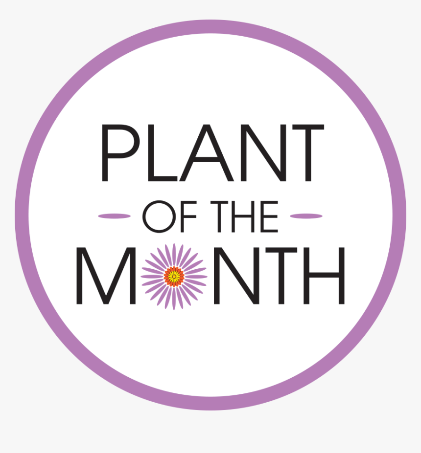 Climbing Plants Png, Transparent Png