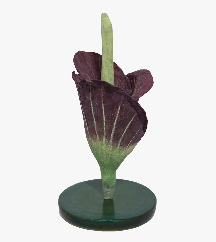 Image - Tulip, HD Png Download