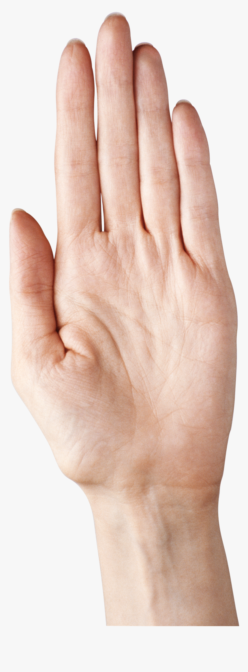 Hand Showing Five Fingers Png Clipart Picture Hand Palm Png Transparent Png Transparent Png Image Pngitem