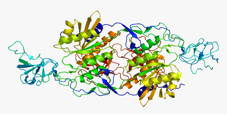 Protein Glrb Pdb 1t3e - Bapu Bommalu Of Vamana, HD Png Download
