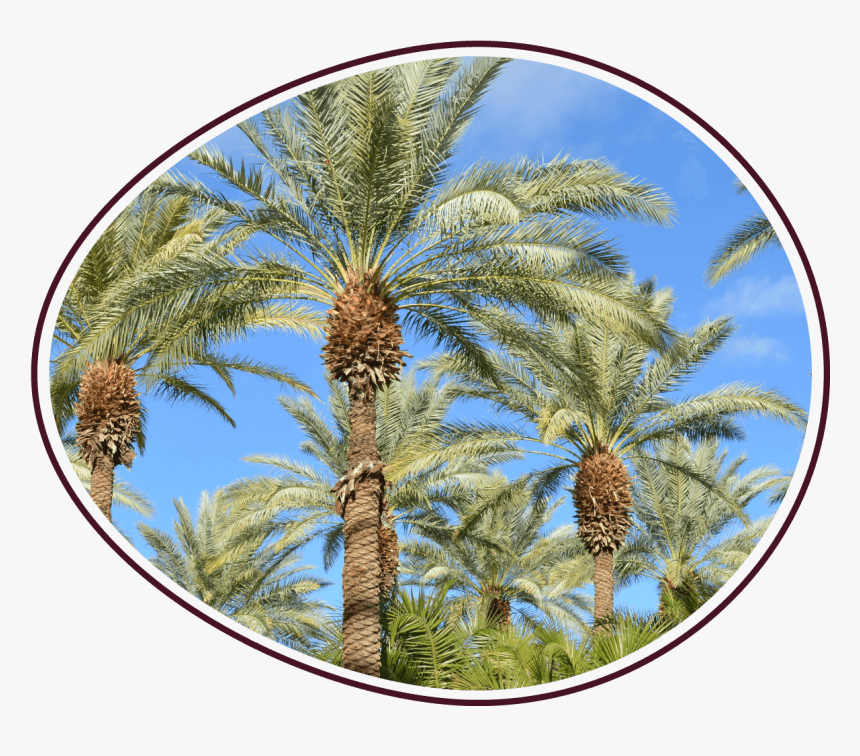 Sd Howwefarm Photo - Date Palm, HD Png Download