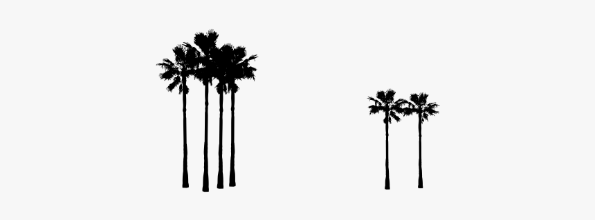 Borassus Flabellifer, HD Png Download