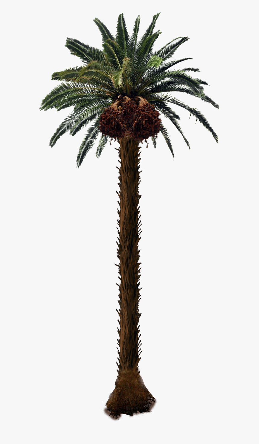 Date Palm Tree Png, Transparent Png