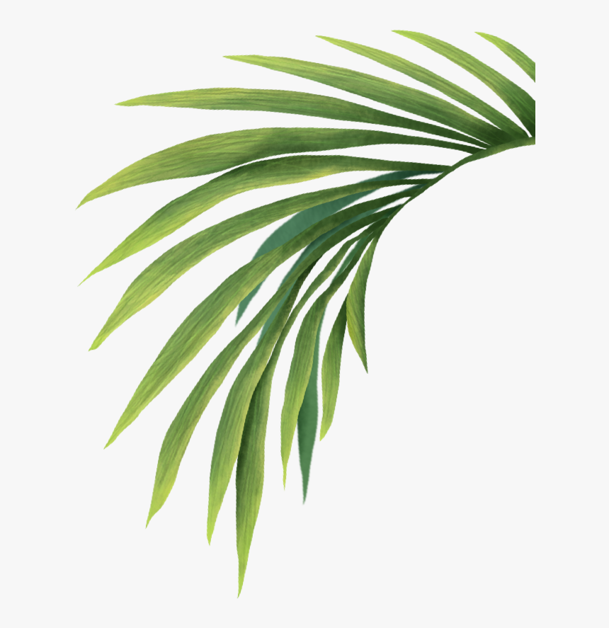 Transparent Palm Leaves, HD Png Download
