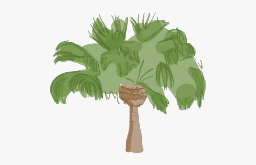 Difference Between King And Queen Palm Trees, HD Png Download