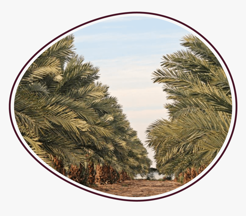 Medjool Dates Jordan Samara - Larch, HD Png Download