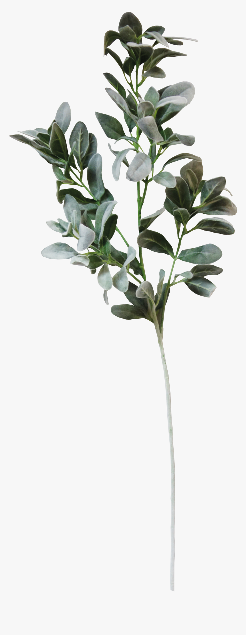 Wedding Invitation Paper Convite White Wedding - Real Eucalyptus Leaves Png, Transparent Png