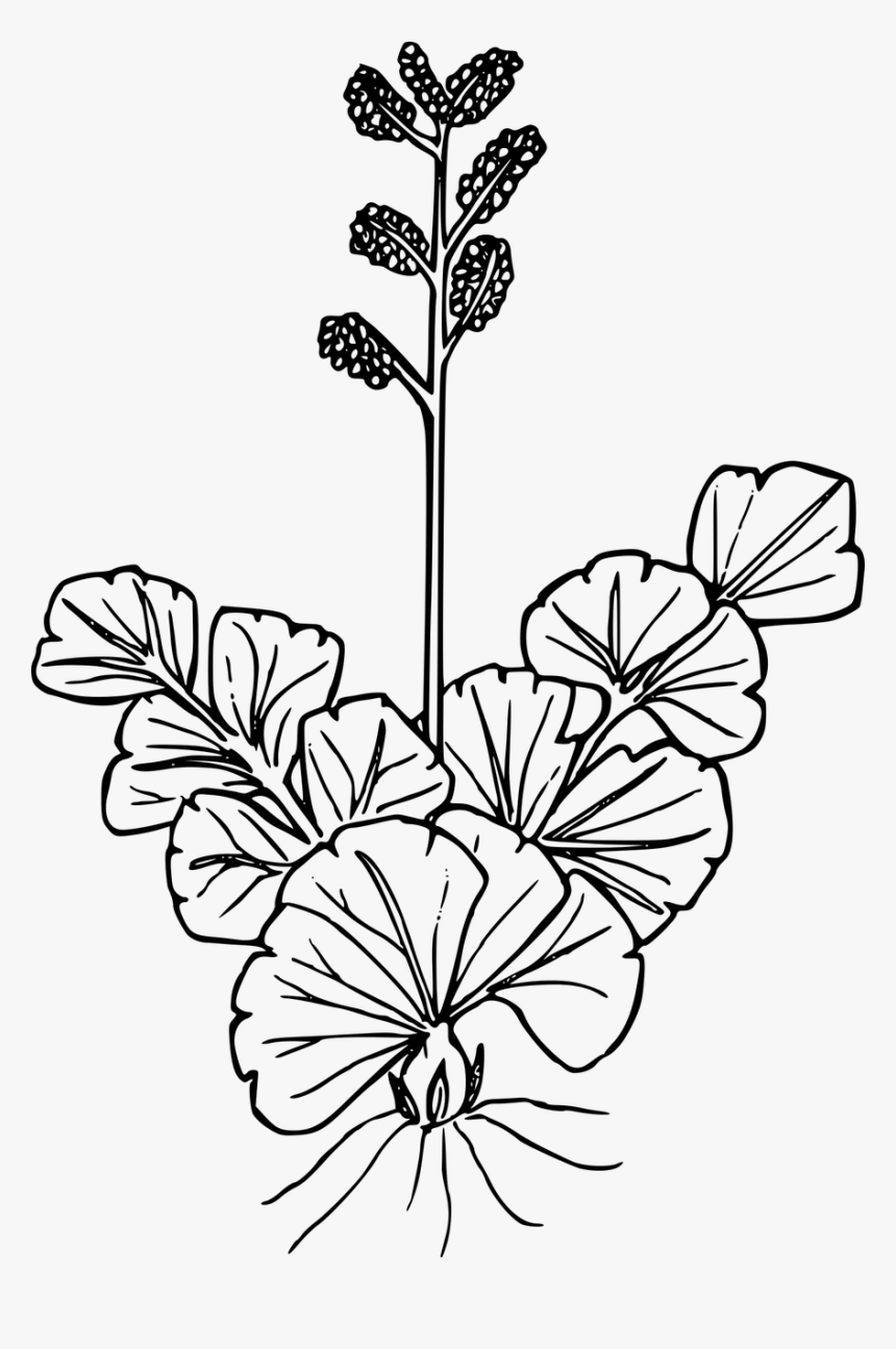Collection Of Free Wildflower Drawing Jasmine Flower - Wildflower Drawing, HD Png Download