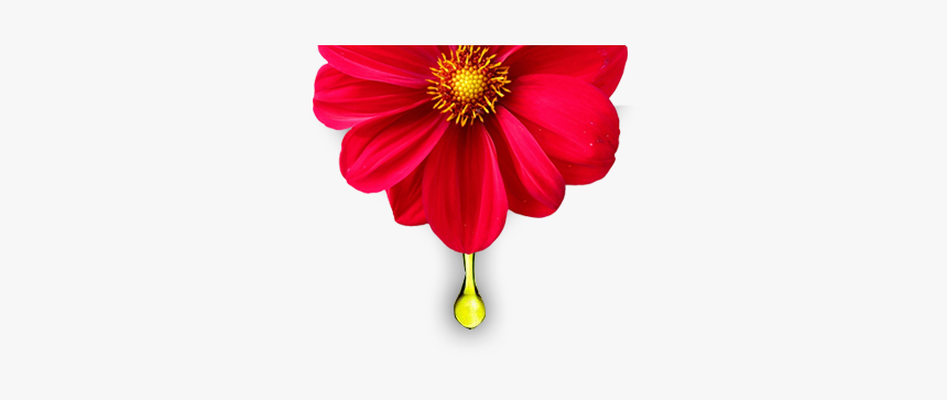 Dahlia 'bishop Of Llandaff', HD Png Download