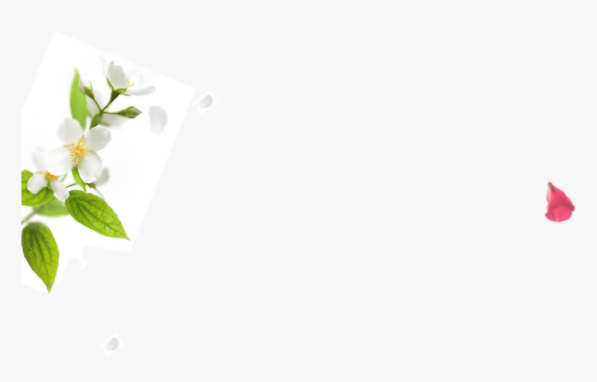 Incense Sticks - Tea Plant, HD Png Download