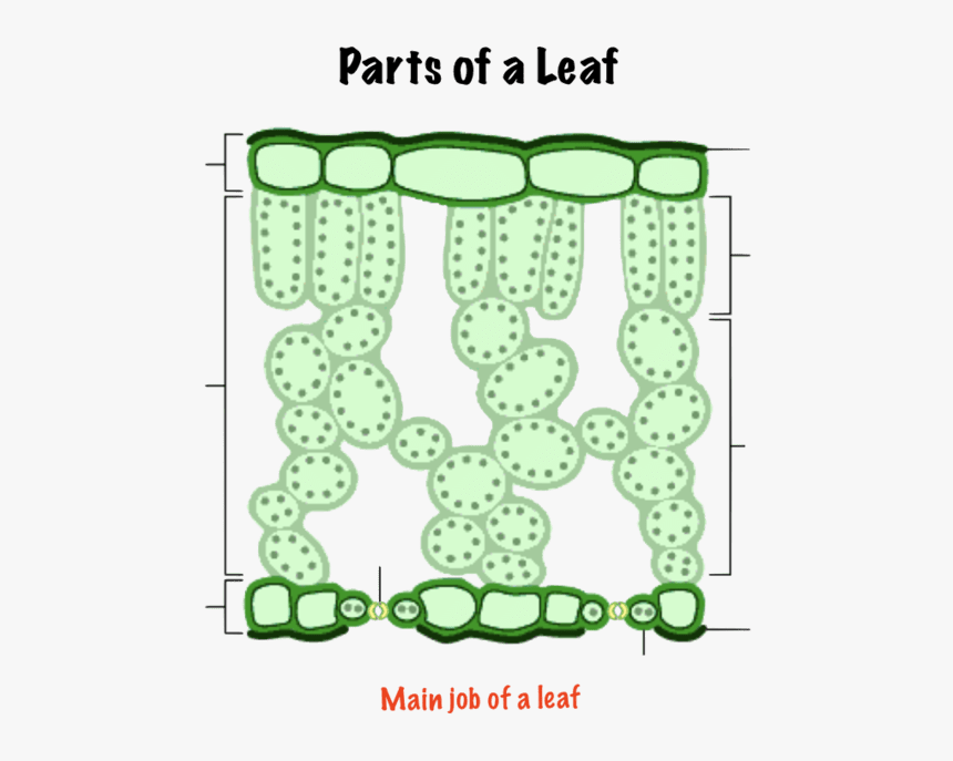 Cross Section Of Leave, HD Png Download