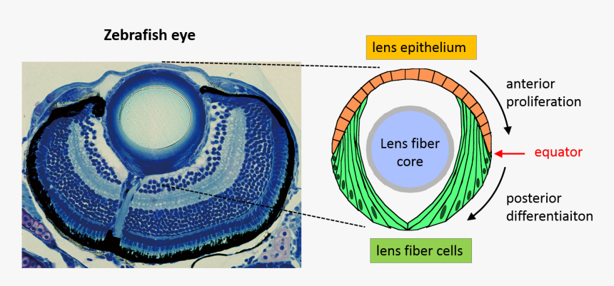 Eye Lense Png, Transparent Png