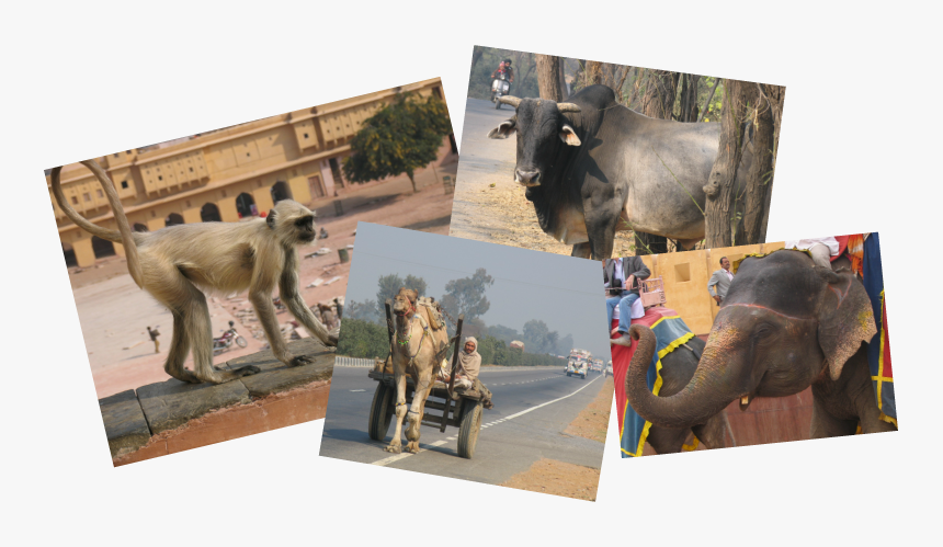 Picture - New World Monkey, HD Png Download