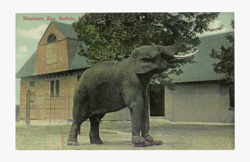 Indian Elephant, HD Png Download