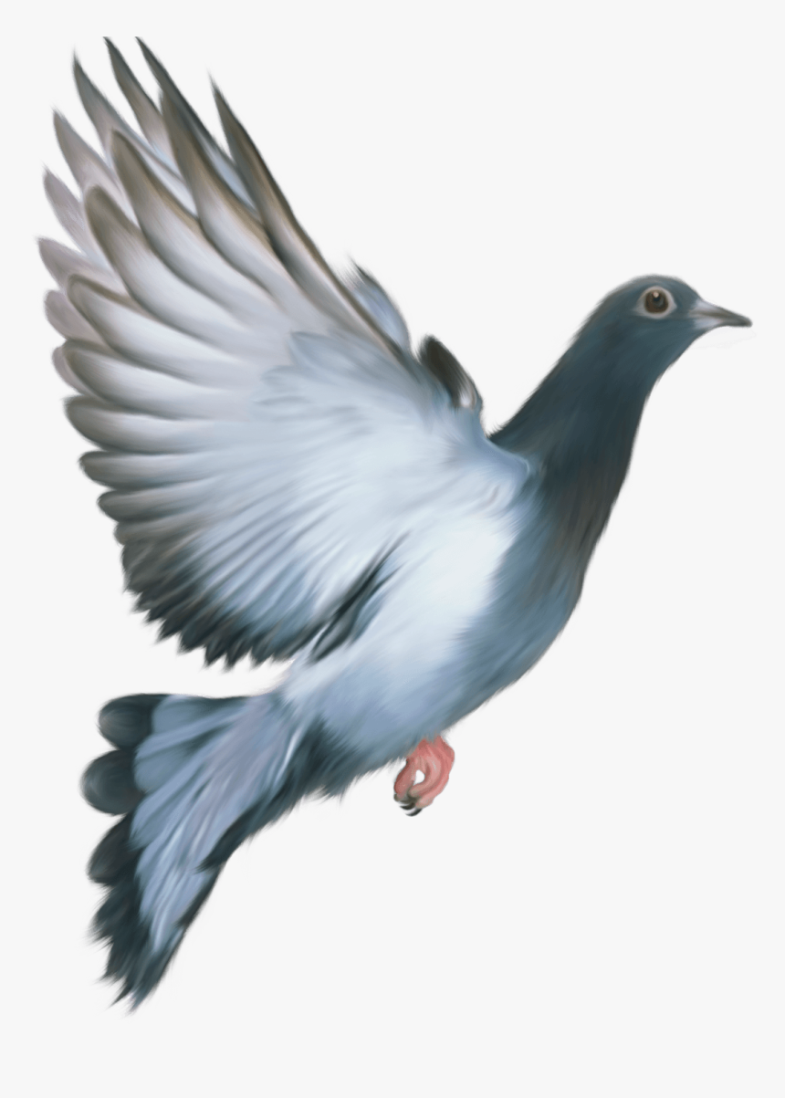 Pigeon Png - Love My India Happy Republic Day, Transparent Png