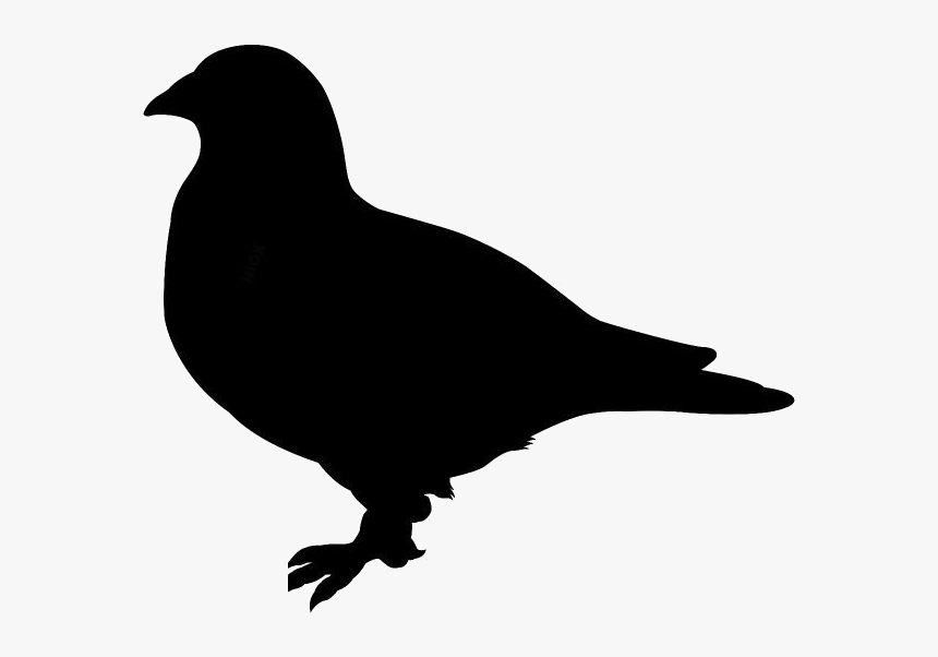 Transparent Pigeon Clipart, Pigeon Png Image - Crow, Png Download