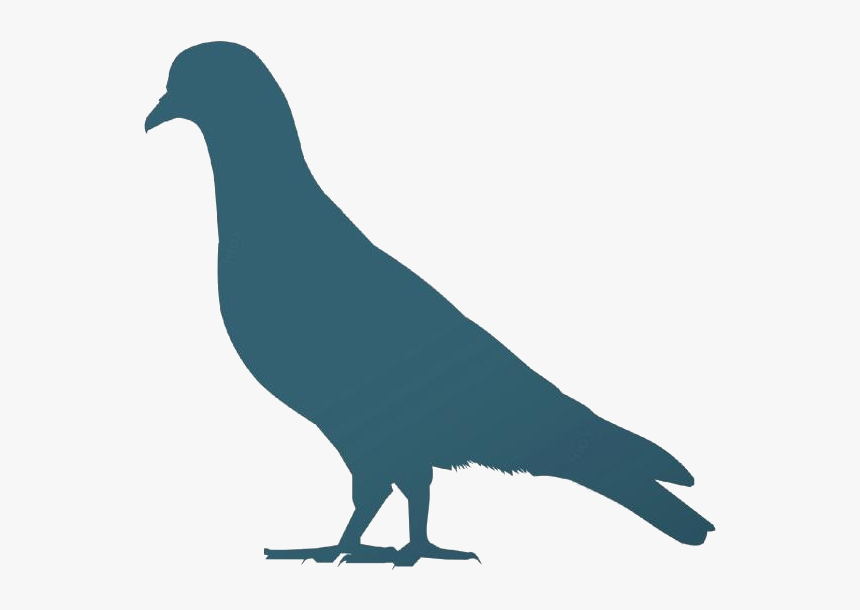 Colorful Pigeon Png, Png Image For Download - Stock Dove, Transparent Png