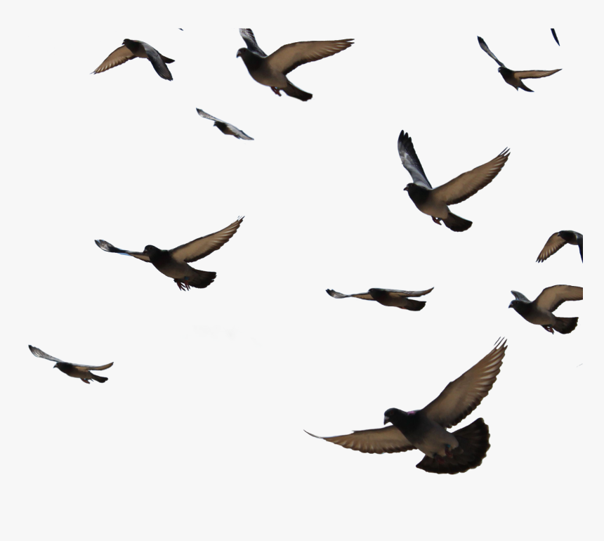 Transparent Background Pigeon Flying Png, Png Download