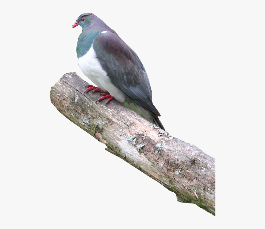 Soap Transparent Pigeon - Wood Pigeon Png, Png Download