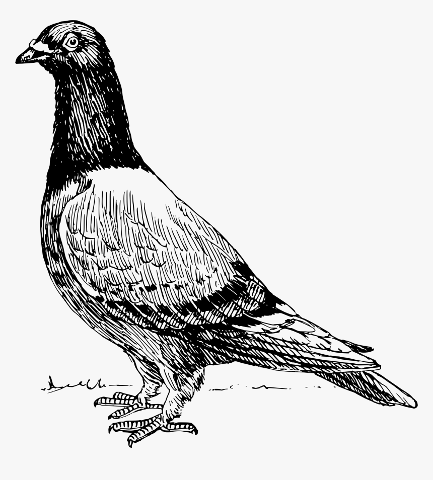 Pigeon 2 Clip Arts - Pigeons Shirt, HD Png Download