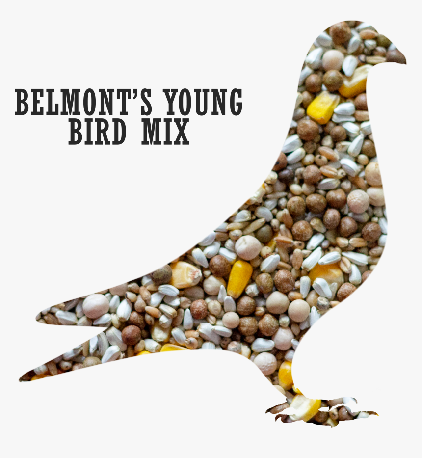 Belmont S Young Bird Pigeon Mix 
 Title Belmont S Young - Pigeons And Doves, HD Png Download