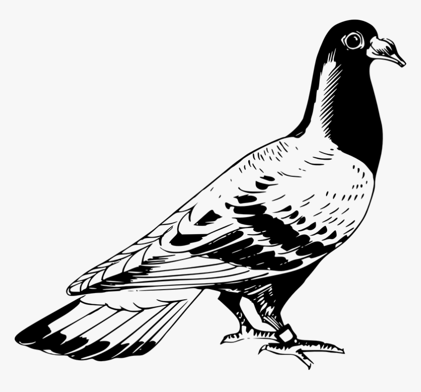 Transparent Rock Clipart Black And White - Pigeon Clipart Black And White, HD Png Download