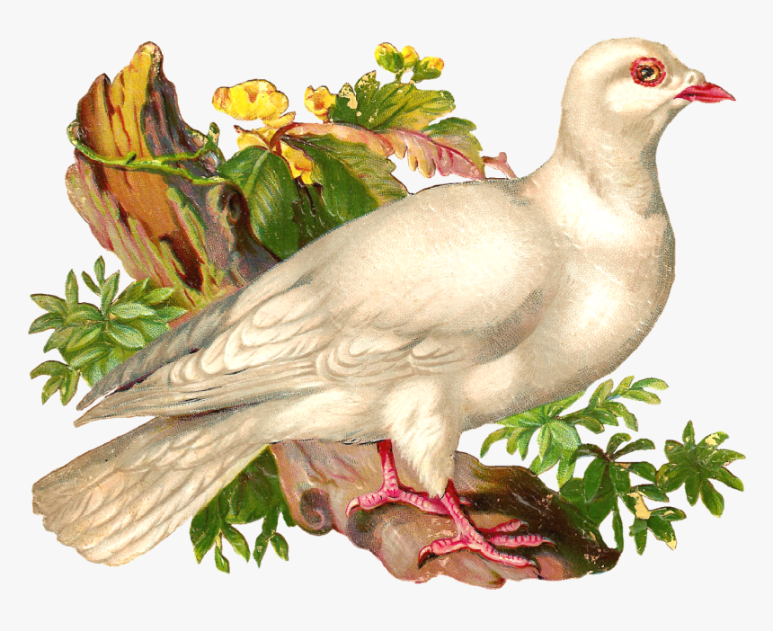 Pigeons And Doves, HD Png Download
