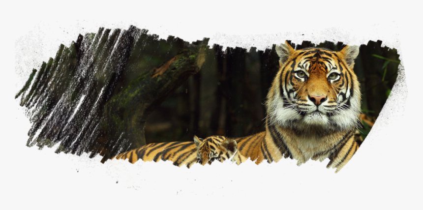 Taronga Zoo, HD Png Download