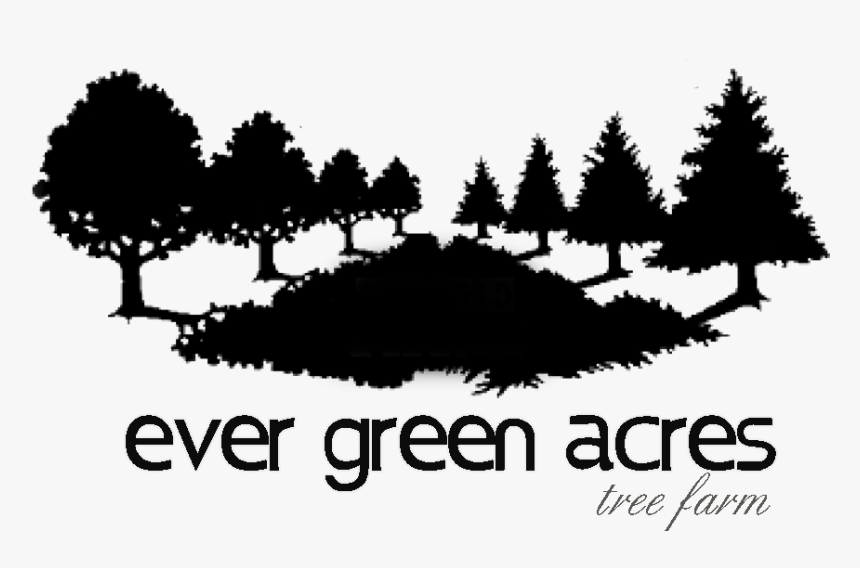 Colorado Spruce, HD Png Download