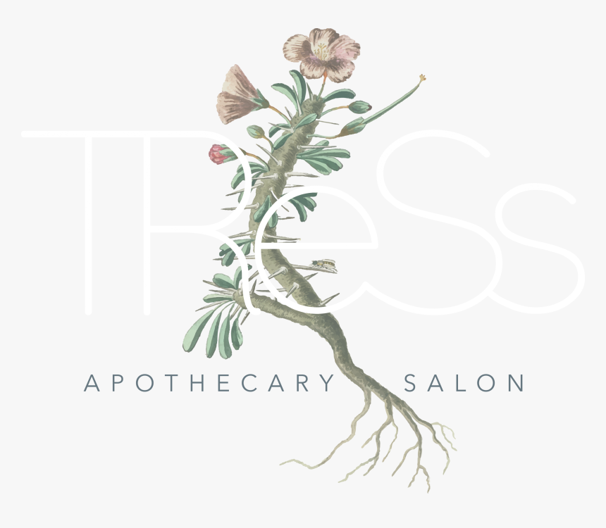 Geranium (monsonia Sp) Met Wortels En Een Detail Van, HD Png Download