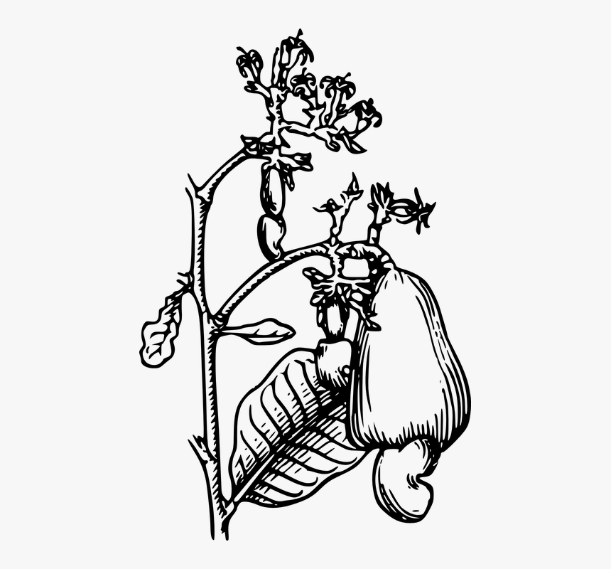 Clip Art Cashew Tree, HD Png Download