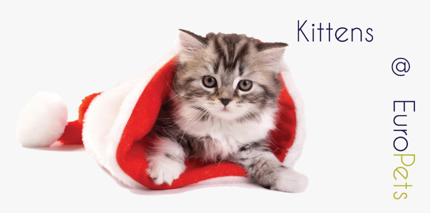 Cat With Xmas Cap , Png Download - Puppy And Kitten Christmas, Transparent Png
