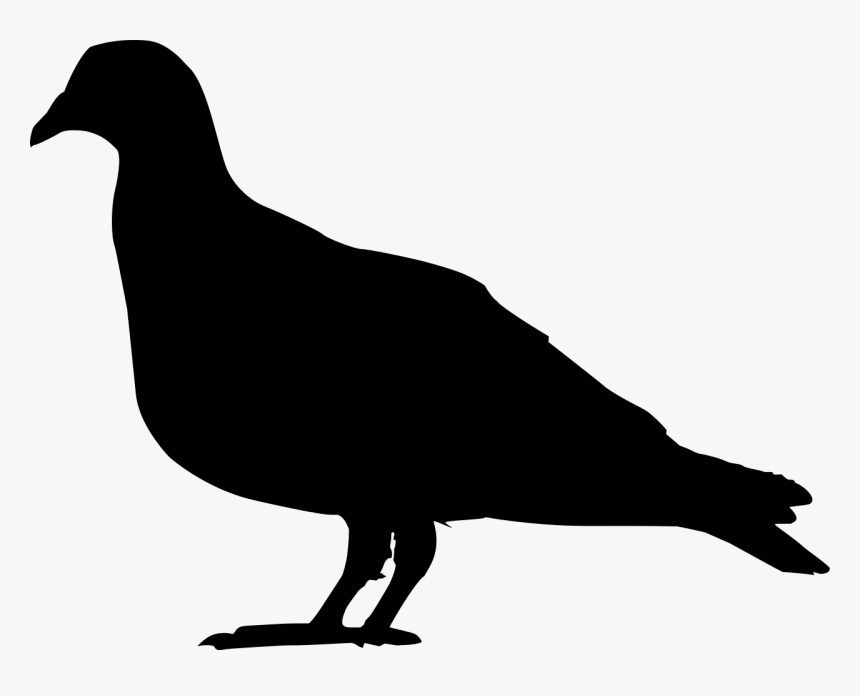 Domestic Pigeon Columbidae Squab Clip Art - Pigeon Silhouette Png, Transparent Png