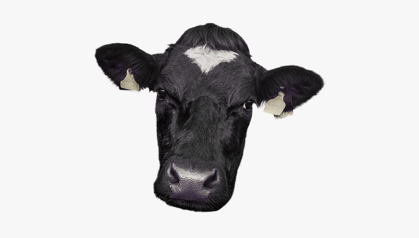 Cow Png Images, Transparent Png