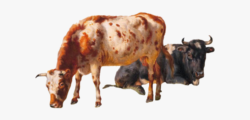 Cattle Vector Grazing Cow - Cows Png, Transparent Png